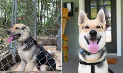 Rescued Dog's Joyful Reunion with a New Family