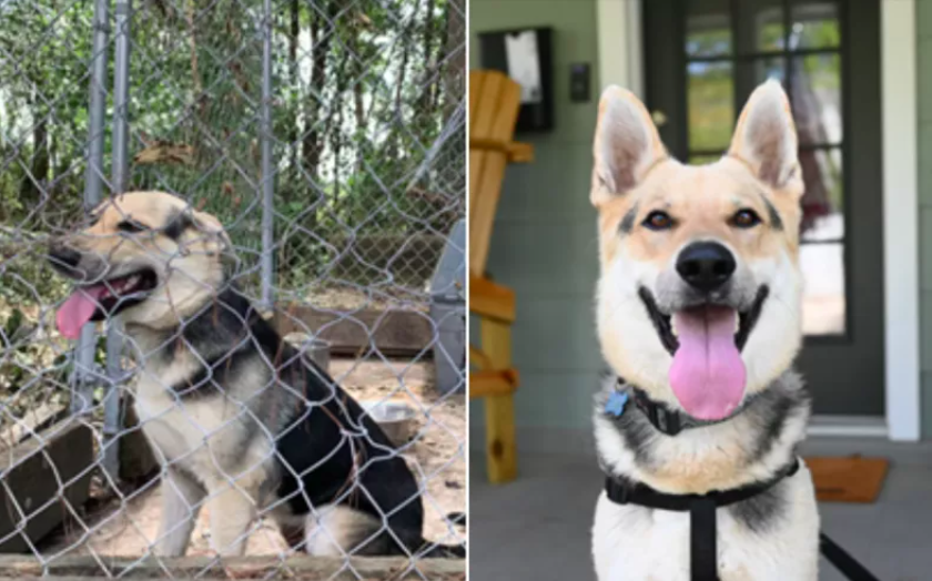 Rescued Dog's Joyful Reunion with a New Family