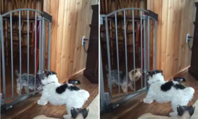 Dog Helps Friend Escape Baby Gate