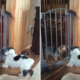 Dog Helps Friend Escape Baby Gate