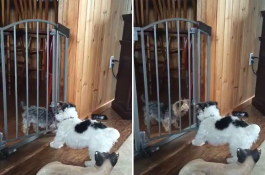 Dog Helps Friend Escape Baby Gate