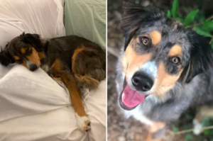 Dog Helps Friend Escape Baby Gate