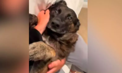 Dog's Heartwarming Response to Owners'