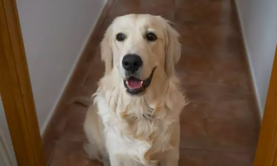 Golden Retriever's Playful Antics