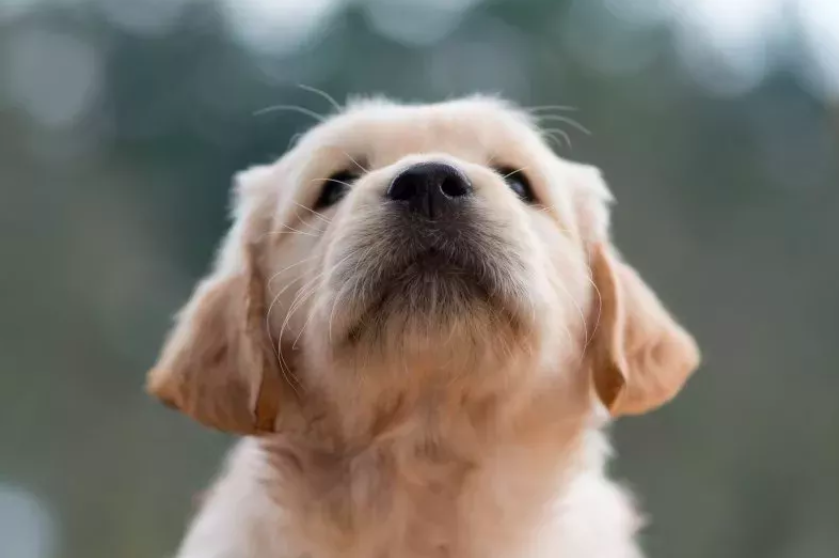 Sassy Golden Retriever Puppy