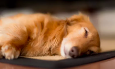 Dachshund's Hair Before and After Nap