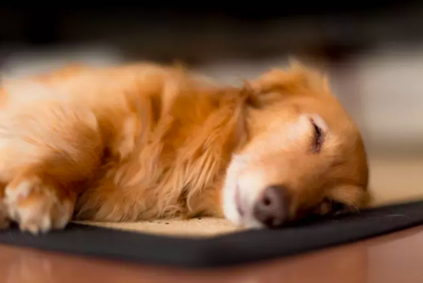 Dachshund's Hair Before and After Nap