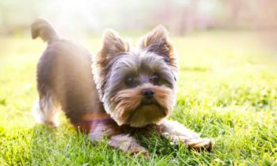 Senior Apartment Dog Sees First Ever Backyard