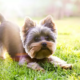 Senior Apartment Dog Sees First Ever Backyard