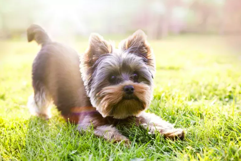 Senior Apartment Dog Sees First Ever Backyard