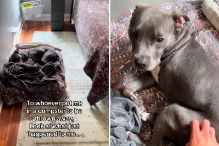 Dog Rescued From Dumpster Adopted