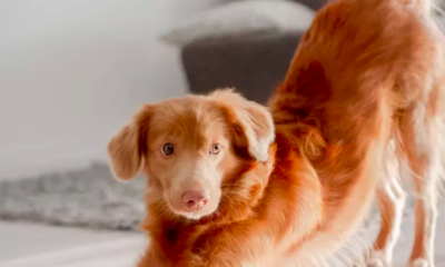 Dog's Dramatic Morning Stretch