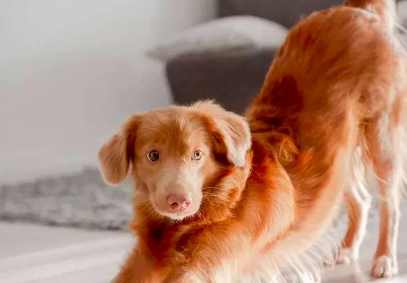 Dog's Dramatic Morning Stretch