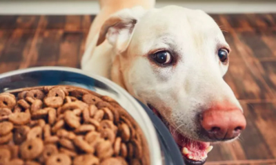 Dog Putting Eating 'On Pause'