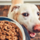 Dog Putting Eating 'On Pause'