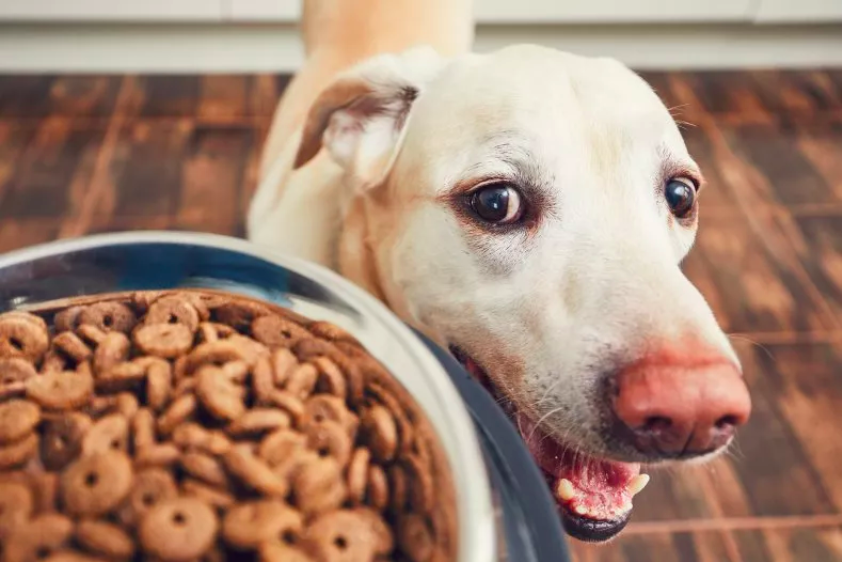 Dog Putting Eating 'On Pause'