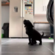 Puppy Desperately Tries to Follow Commands