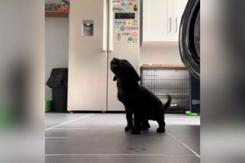 Puppy Desperately Tries to Follow Commands