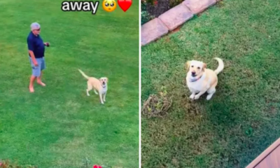 Labrador's Reaction to Seeing Owner