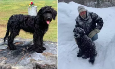 Labrador Obsessed With Licking Owner's Head Wins