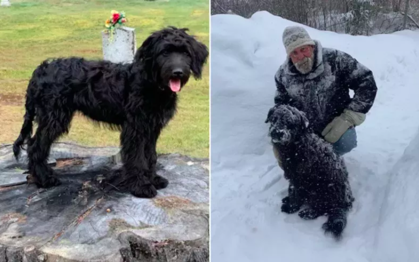 Labrador Obsessed With Licking Owner's Head Wins