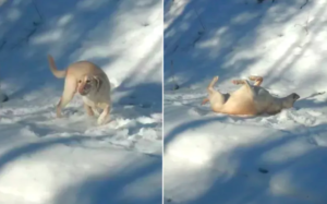 Labrador Obsessed With Licking Owner's Head Wins