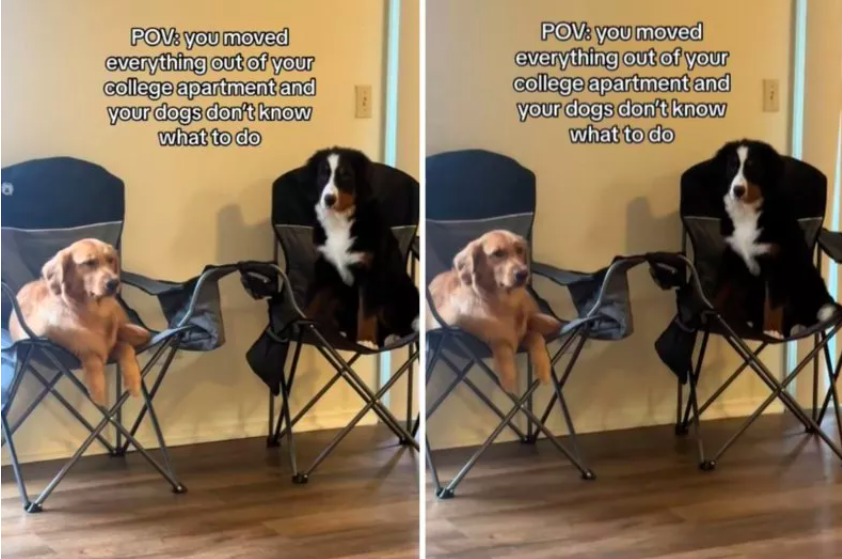 Dogs Don't Know Where To Sit