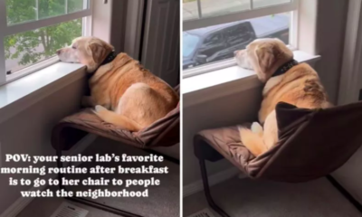 Senior Labrador's Morning Routine