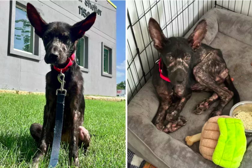 Starved Puppy Found Abandoned on Porch