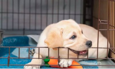 Puppy Tries to Escape Crate