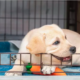 Puppy Tries to Escape Crate