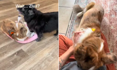 Dog Mourns the Death of Beloved Rescue