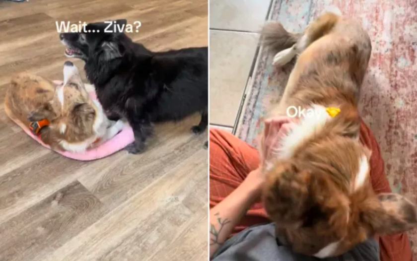 Dog Mourns the Death of Beloved Rescue