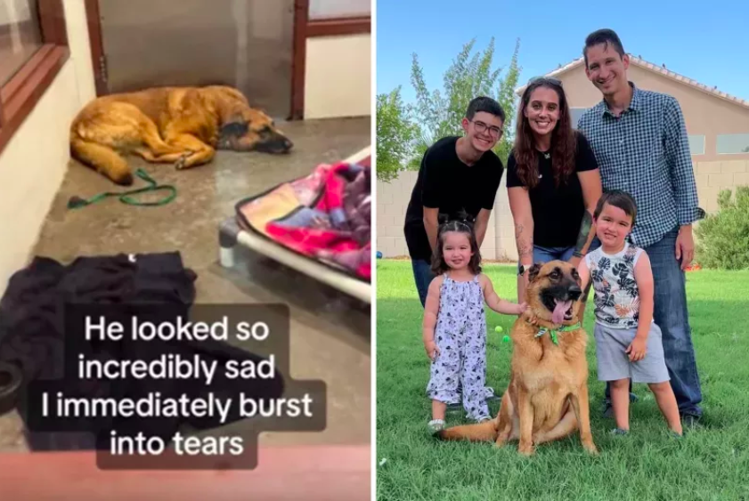 A Dog's Journey from Rejection to a Forever Home