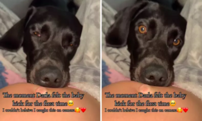 Labrador Feels Pregnant