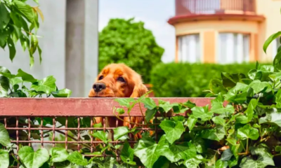 Dog's Reaction to Catching Walker With Another Pet