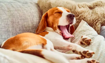 Deaf Dog Can No Longer Hear Mom Come Home