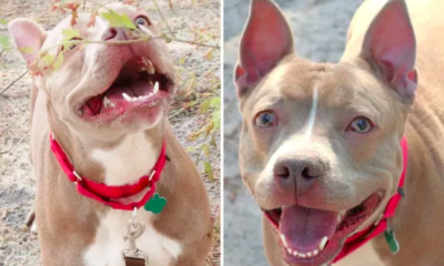 Dog Called Piglet in Shelter for Over 600 Days