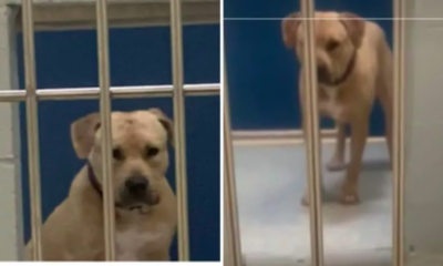 Teen in Tears After Seeing Shelter's Shyest Dog