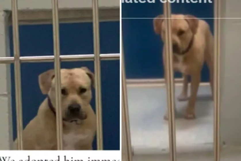 Teen in Tears After Seeing Shelter's Shyest Dog