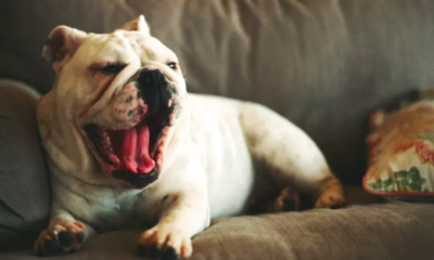 Lazy English Bulldog Goes to Great Lengths to Avoid Walkies