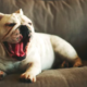 Lazy English Bulldog Goes to Great Lengths to Avoid Walkies