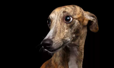 Greyhound Stunned by Parents