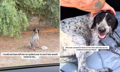 woman saves pregnant stray dog