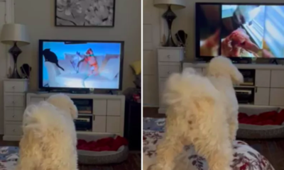 dog obsessed with 'america's funniest home videos