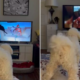 dog obsessed with 'america's funniest home videos