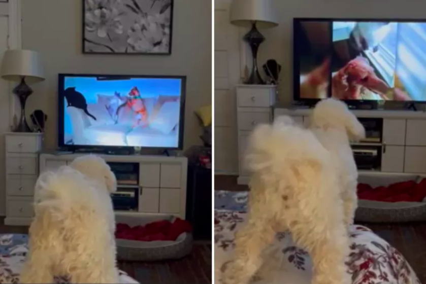 dog obsessed with 'america's funniest home videos