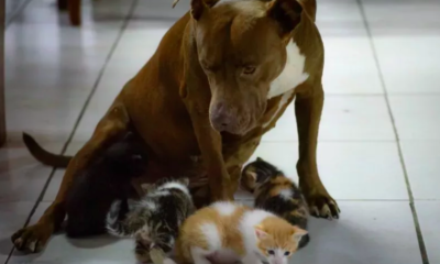 Cat Insisting XL Bully Sibling Be Her 'Birthing Partner'