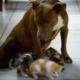 Cat Insisting XL Bully Sibling Be Her 'Birthing Partner'