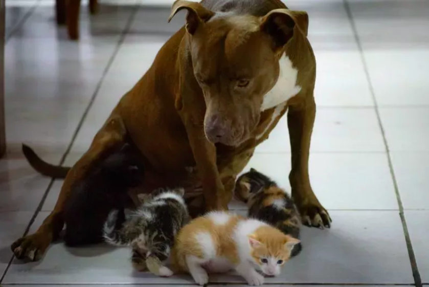 Cat Insisting XL Bully Sibling Be Her 'Birthing Partner'